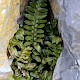 Asplenium marinum