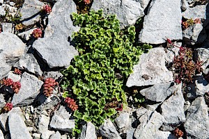 Asplenium ruta-muraria Wall-rue