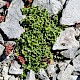 Asplenium ruta-muraria