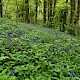 Hyacinthoides non-scripta