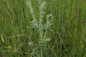 Carduus tenuiflorus Slender Thistle