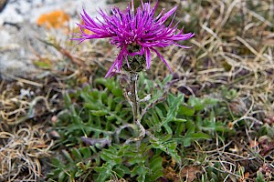 Centaurea scabiosa Greater Knapweed