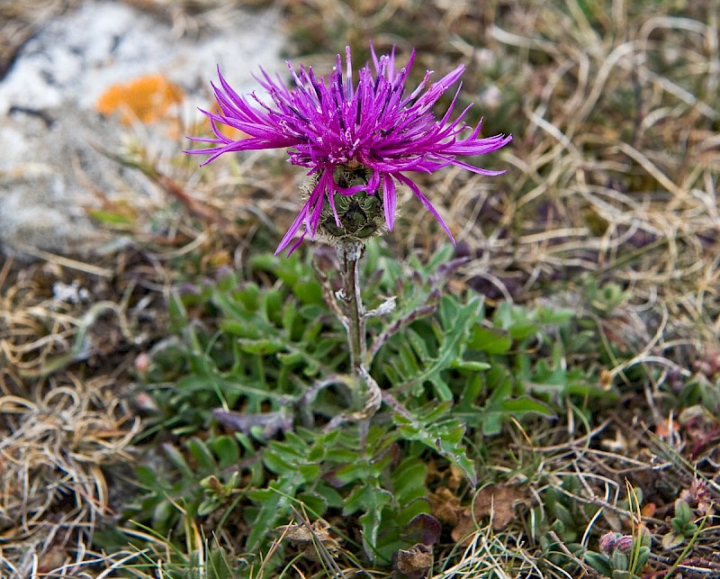 Centaurea scabiosa - © Charles Hipkin