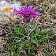 Centaurea scabiosa