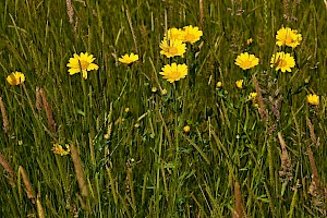 Glebionis segetum Corn Marigold