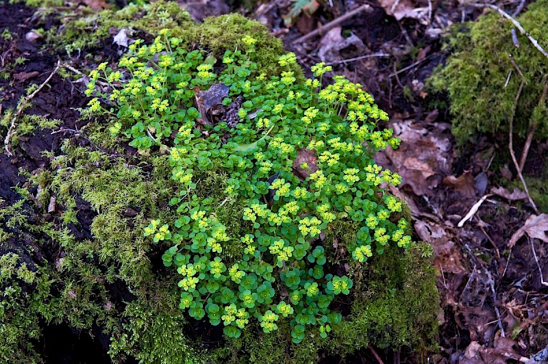 Chrysosplenium oppositifolium - © Charles Hipkin