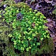 Chrysosplenium oppositifolium