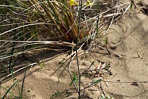 Coincya monensis subsp. monensis Isle-of-Man Cabbage