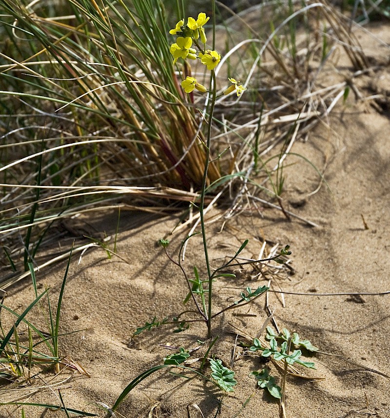 Coincya monensis subsp. monensis - © Charles Hipkin