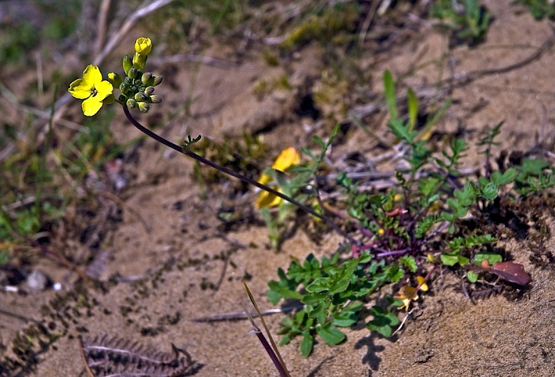 Coincya monensis subsp. monensis - © Charles Hipkin