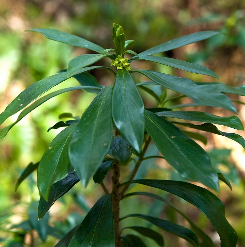 Daphne laureola - © Charles Hipkin