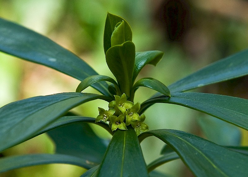 Daphne laureola - © Charles Hipkin