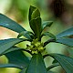 Daphne laureola