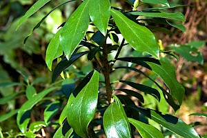 Thymelaeaceae