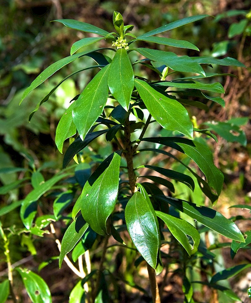 Daphne laureola - © Charles Hipkin