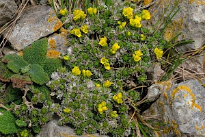 Draba aizoides Yellow Whitlowgrass