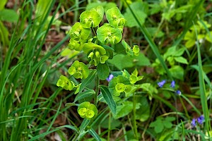 Euphorbia amygdaloides Wood Spurge