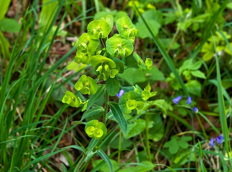 Euphorbia amygdaloides - © Charles Hipkin