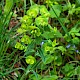 Euphorbia amygdaloides