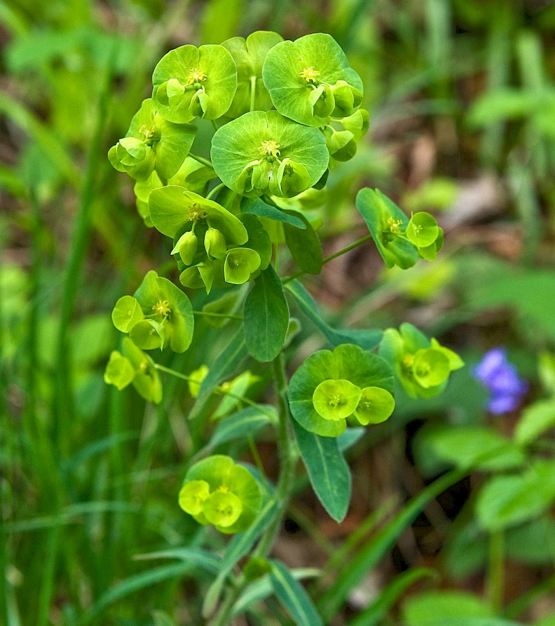 Euphorbia amygdaloides - © Charles Hipkin