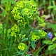 Euphorbia amygdaloides