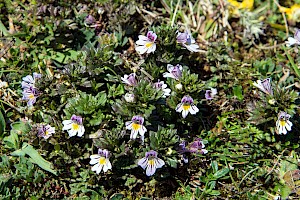 Euphrasia tetraquetra 