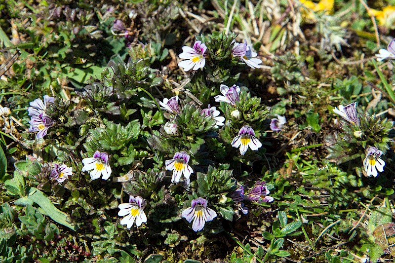 Euphrasia tetraquetra - © Charles Hipkin