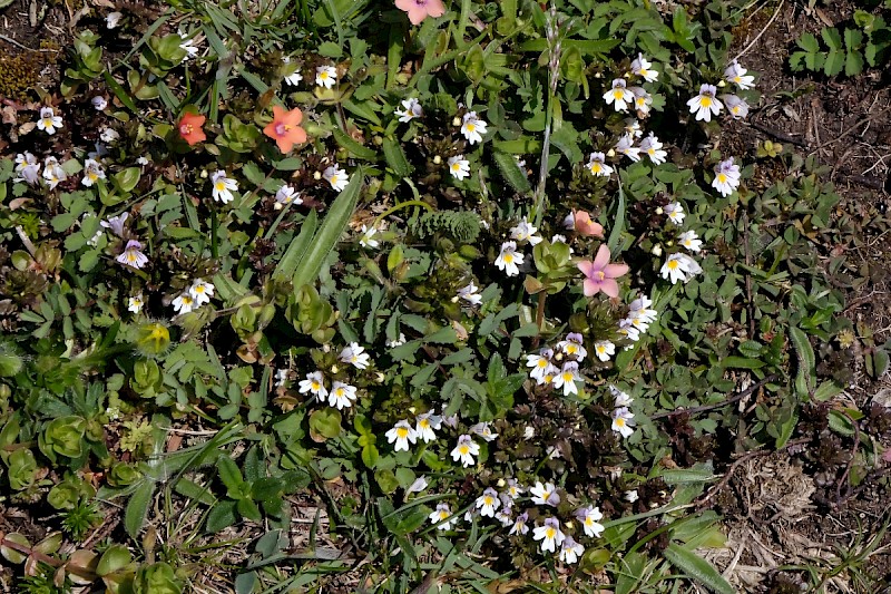 Euphrasia tetraquetra - © Charles Hipkin