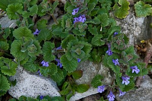 Glechoma hederacea Ground-ivy