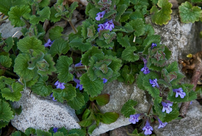 Glechoma hederacea - © Charles Hipkin