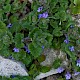 Glechoma hederacea