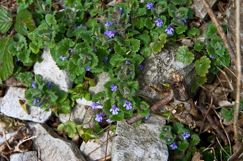 Glechoma hederacea - © Charles Hipkin