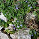 Glechoma hederacea