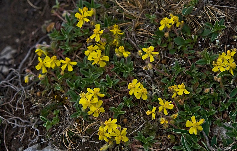 Helianthemum oelandicum - © Charles Hipkin