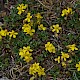 Helianthemum oelandicum