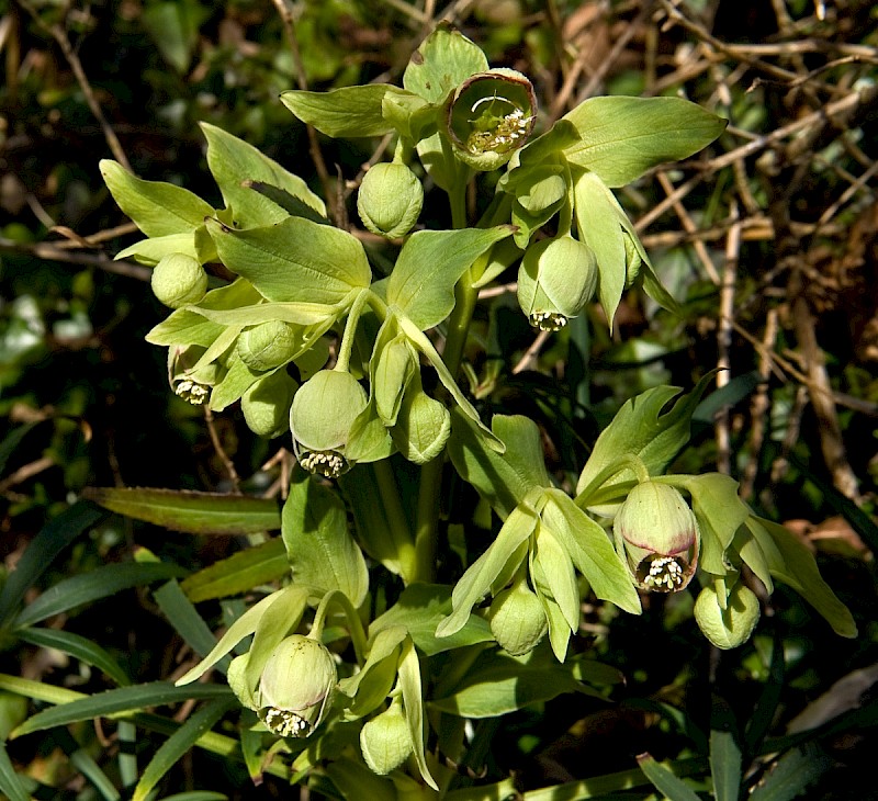 Helleborus foetidus - © Charles Hipkin