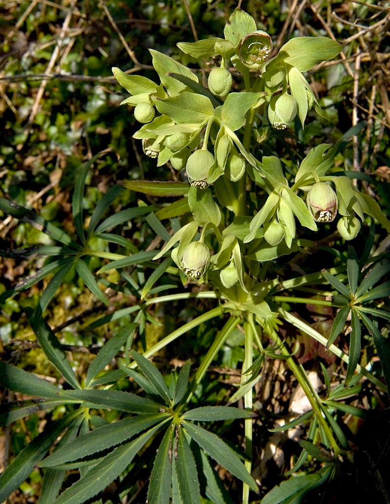 Helleborus foetidus - © Charles Hipkin