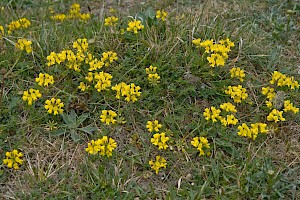 Hippocrepis comosa Horseshoe Vetch