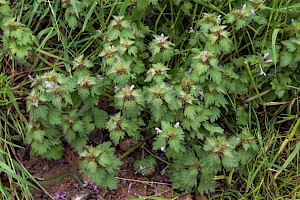 Lamium hybridum Cut-leaved Dead-nettle