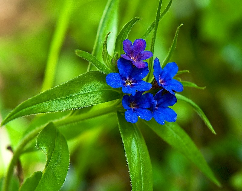 Lithospermum purpureocaeruleum - © Charles Hipkin