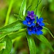 Lithospermum purpureocaeruleum