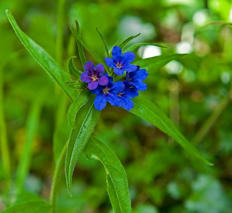 Lithospermum purpureocaeruleum - © Charles Hipkin