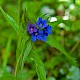 Lithospermum purpureocaeruleum