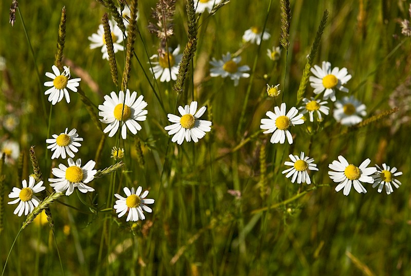 Matricaria chamomilla - © Charles Hipkin