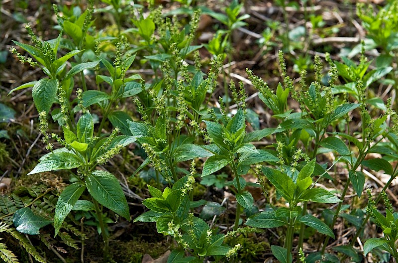 Mercurialis perennis - © Charles Hipkin