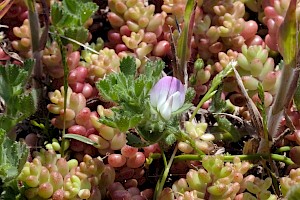 Ononis reclinata Small Restharrow