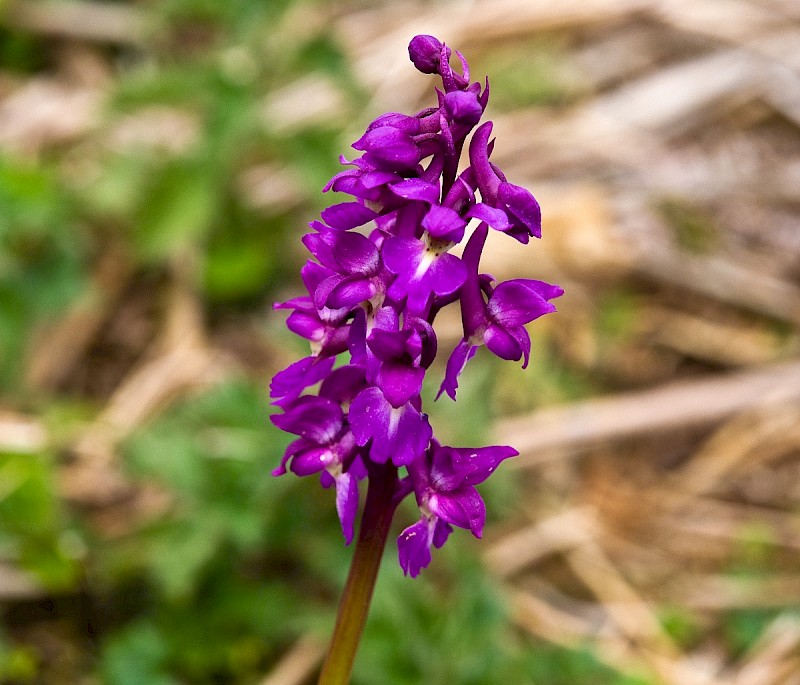 Orchis mascula - © Charles Hipkin