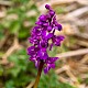 Orchis mascula