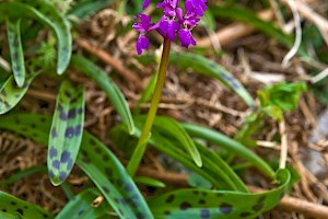 Orchis mascula Early-purple Orchid