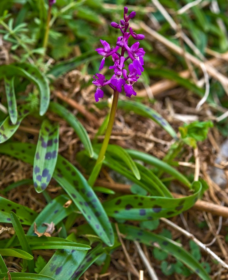 Orchis mascula - © Charles Hipkin